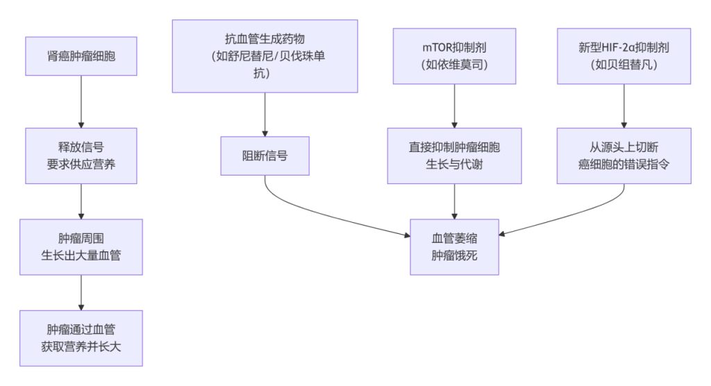 科普｜靶向及免疫治疗是如何抗击肾癌的？家属该如何配合？